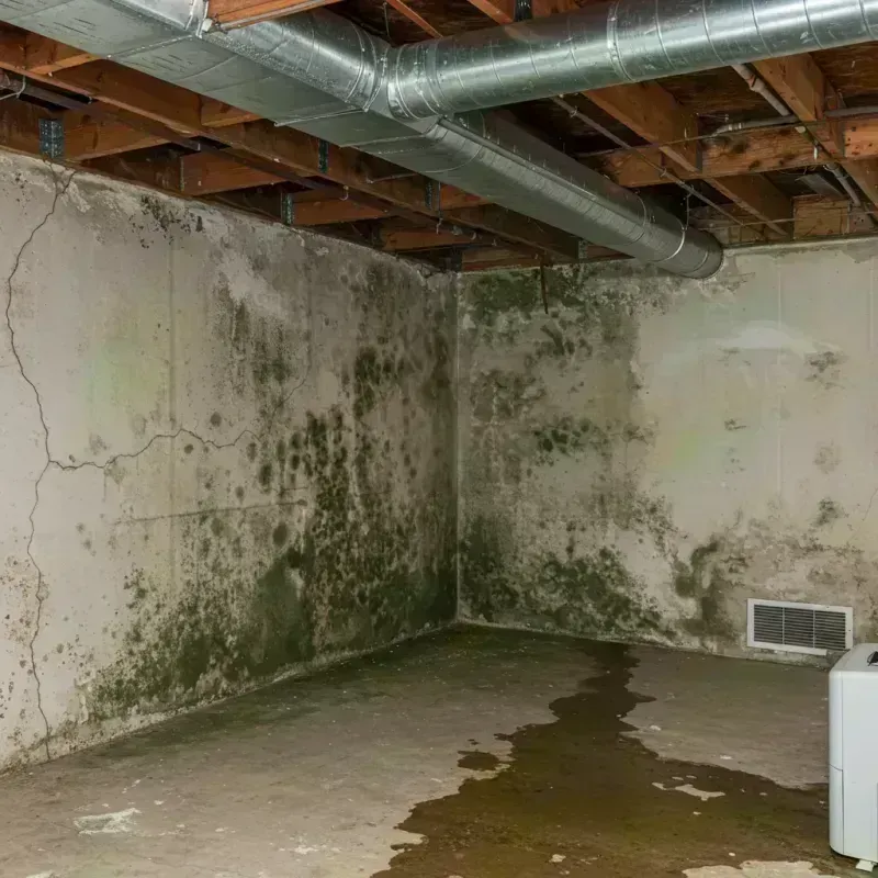 Professional Mold Removal in Hamburg, IA